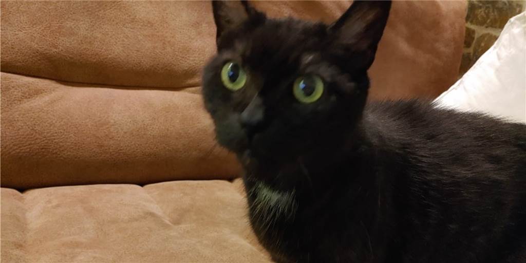 Das Bild zeigt die Katze Millie, die dank der Lüner Tierschützer ein neues Zuhause gefunden hat.