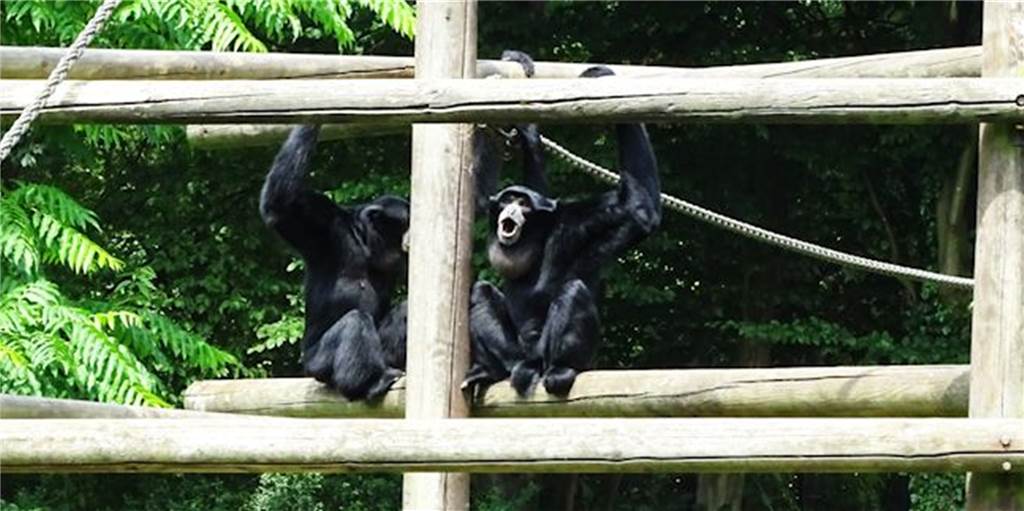 Siamang Raja freit sich über seine neue Mitbewohnerin Gilette im Dortmunder Zoo.