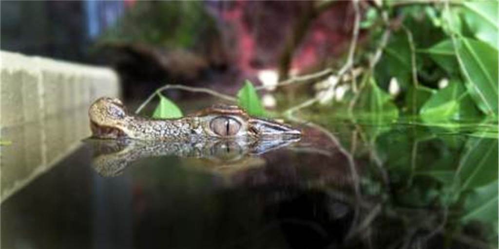Dortmunder Zoo: Das sind die fünf coolsten Tiere im Amazonashaus Flussbewohner wie Kaimane leben im Amazonashaus des Dortmunder Zoos, doch für Zoodirektor Dr. Frank Brandstätter sind andere Bewohner besonders cool unter den Exoten.