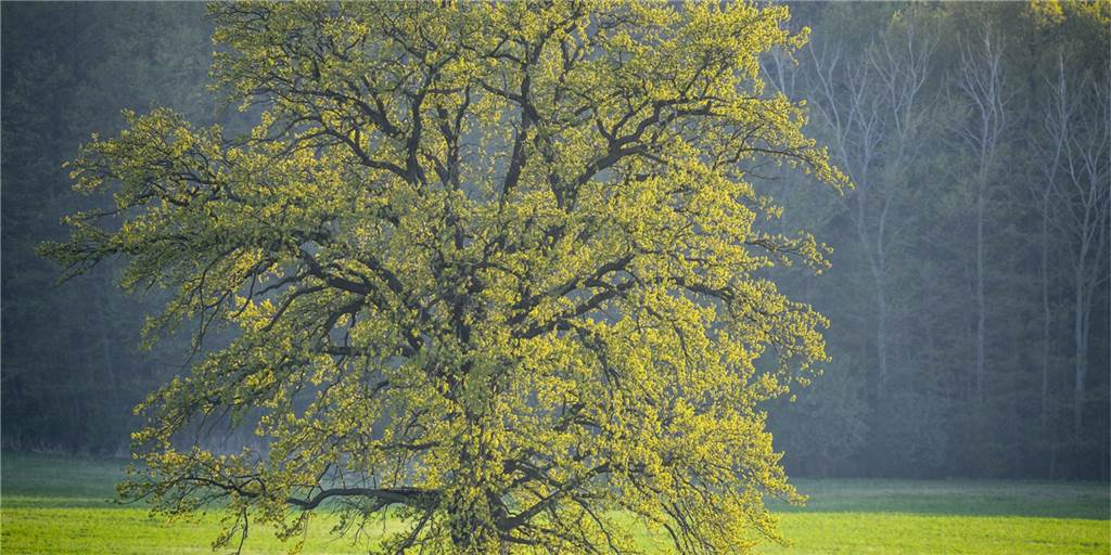 Selm sucht Baumpaten: Anmeldung bei der Stadt jetzt möglich Die Stadt Selm sucht nach Paten, die in diesem Jahr einen neuen Baum pflanzen wollen. Bis die neuen Bäume in Selm so groß sind wie diese 100 Jahre alte Eiche (Symbolbild), wird es zwar noch lange dauern. Aber der Anfang wird mit der Pflanzung im Oktober gemacht.