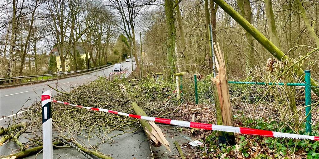 Dramatische Szenen um Mitternacht: Autofahrer unter umgestürztem Baum gefangen An dieser Stelle stürzte der Baum auf die Stromleitung und auf ein zufällig vorbeifahrendes Auto.