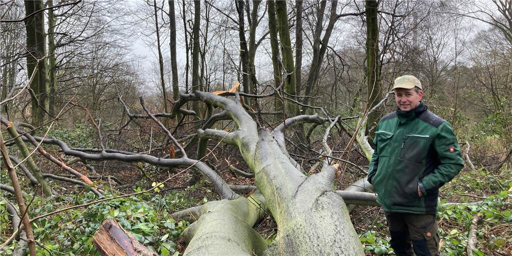 Waldbesitzer Dieter Kuhne über die Sturmschäden: „Es ist ein Drama“ Die Aufräumarbeiten für einen Baum wie diesen, dürften mehr als einen ganzen Arbeitstag dauern, so Waldbesitzer Dieter Kuhne.