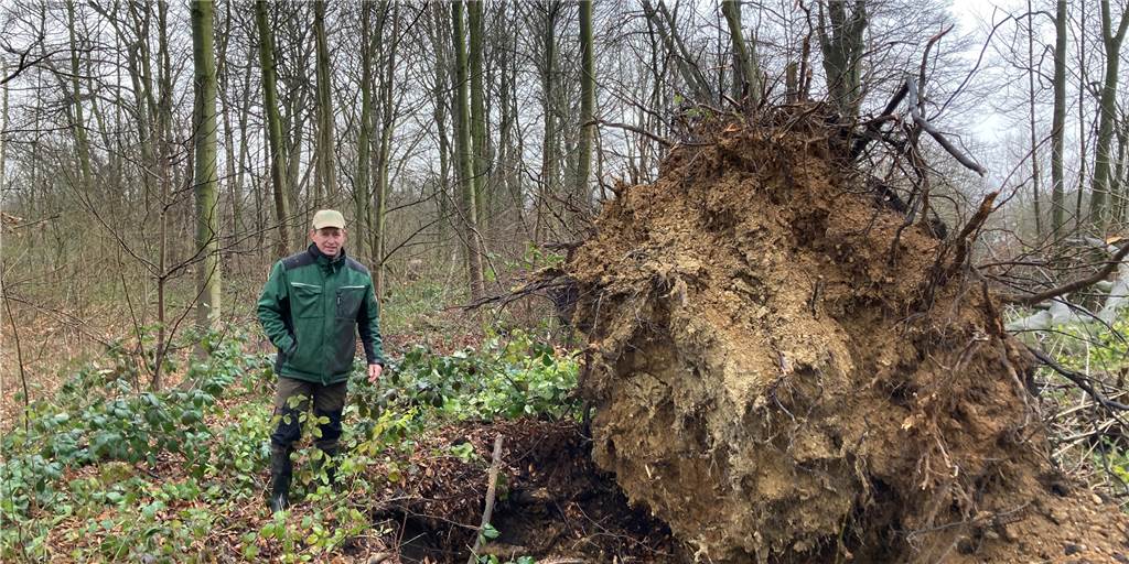 Die Sturmschäden verschlimmerten die Situation in Dieter Kuhnes Waldstück am Lüners Buchenberg noch.