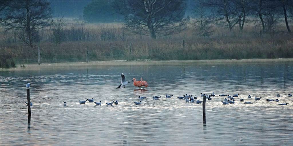 Zwillbrock: Die Flamingo-Vorhut ist endlich da – mit etwas Verspätung Die ersten beiden Flamingos sind am Mittwoch im Zwillbrocker Venn gesichtet worden.