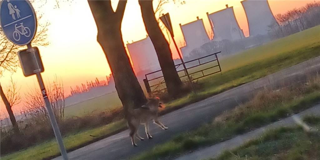 Ein Wolf in Werne? Wolfsberaterin klärt Echtheit der Sichtungen vom Dienstag In Werne haben mehrere Personen am frühen Dienstagmorgen gegen 7 Uhr einen vermeintlichen Wolf auf dem Kiwitzheidweg beobachtet.