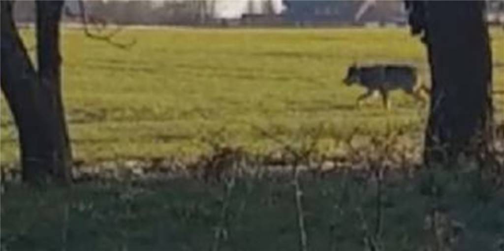 Video-Aufnahme vom Werner Wolf: Ist er nun in Ascheberg? Durch Werne-Wessel ist am Dienstag ein vermeintlicher Wolf gezogen.