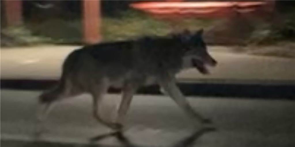 Ein Wolf in Dortmund? Video könnte erstmals seit Jahren ein Exemplar zeigen Auf diesem Bild aus Dortmund könnte ein Wolf zu sehen sein. Von Experten bestätigt ist das allerdings nicht.