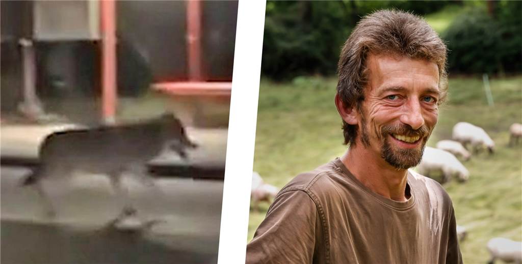 Ein Wolf in Dortmund? Schäfer Christof May ist sich „zu 99 Prozent“ sicher Ein Wolf in Dortmund? Schäfer Christof May ist sich „zu 99 Prozent“ sicher