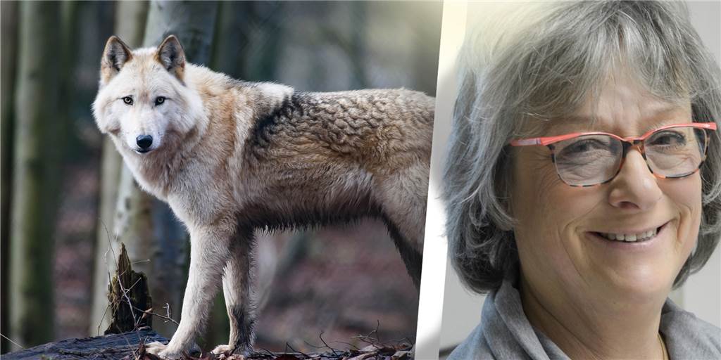 Tierärztin Barbara Seibert: Wölfe haben große Angst vor Menschen Tierärztin Dr. Barbara Seibert ist seit ihrer Kindheit fasziniert von Wölfen und kennt sich gut mit deren Verhaltensweisen aus.