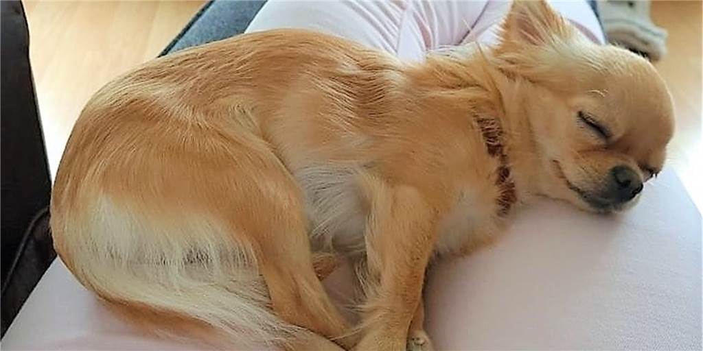 Nach Fuchs-Attacke in Dortmund: Chihuahua Eddy ist gelähmt Eddy ist auf dem Weg der Besserung, nachdem ihn ein Fuchs fressen wollte. Aktuell ist er aber noch gelähmt. Dieses Foto entstand vor dem schlimmen Vorfall.