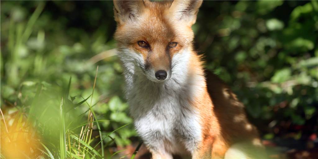Stadt Dortmund warnt: Füchse können auch Menschen angreifen Die Begegnung mit einem Fuchs kann auch für Menschen gefährlich sein. Die Stadt Dortmund gibt Tipps.
