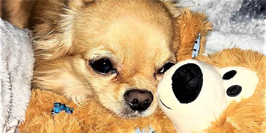 Fuchs-Angriff auf Hund: Tierschutzpartei wirft der Stadt Panikmache vor Der gelähmte Eddy, Opfer einer Fuchs-Attacke, ist nach einer aufwändigen OP wieder zu Hause. Nun äußern sich die Tierschutzpartei und die Bürgerinitiative Pro Fuchs Deutschland zu dem Fall.