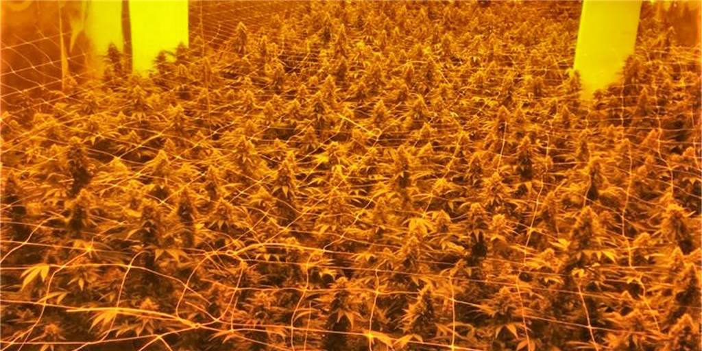 Cannabis für eine halbe Million Euro: Drogenplantage in Ottenstein ausgehoben 1100 Cannabispflanzen hat die Polizei in der Halle an der Kettelerstraße entdeckt. Dabei handele es sich um eine Plantage mittlerer Größe. Die Pflanzen hätten rund 50 kg Drogen ergeben – mit einem Verkaufswert von rund 500.000 Euro.