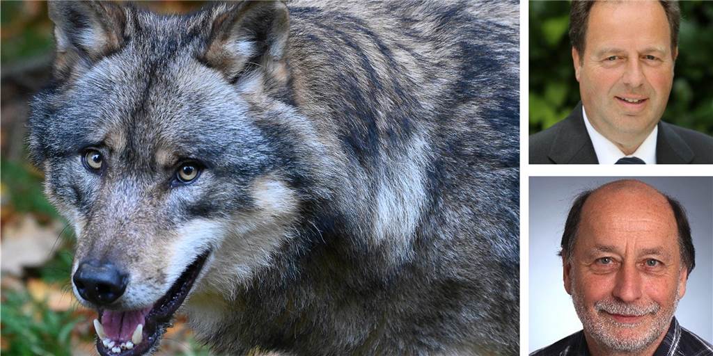 Wolfsbefürworter und -Gegner kritisieren neue Wolfsverordnung Ein Wolf steht in einem Gehege vom Wildpark Neuhaus im Solling. Rechts oben: Peter Lautz, rechts unten: Peter Blanché.