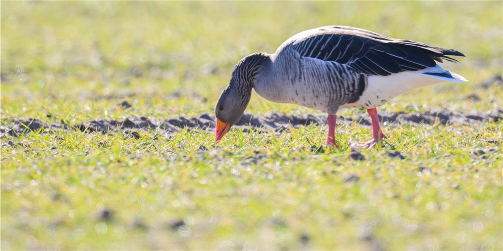 Gänse fressen beliebte Attraktion im Dortmunder Rombergpark Gänse fressen beliebte Attraktion im Dortmunder Rombergpark