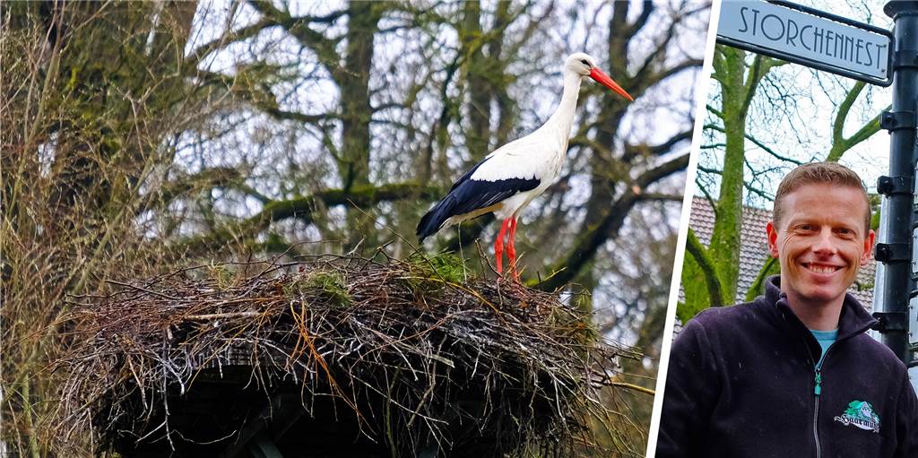 Brüggemanns hoffen auf Storchenbabys an der Haarmühle in Alstätte Ein Storchennest direkt am Landgasthof Haarmühle ist seit Jahren "bewohnt". Wie Guido Brüggemann erzählt, gab es auch schon Storchennachwuchs in Alstätte, allerdings im vergangenen Jahr nicht.