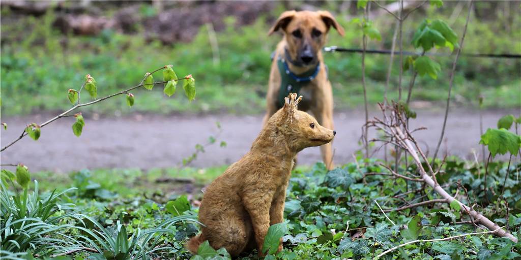 Fuchs im Gebüsch neben Schule erschreckt in Cappenberg nicht nur Hunde Timba bleibt lieber etwas auf Abstand. Der "Neue", der da still und stumm am Rande seiner Gassi-Runde zwischen Buschkamp und Teich im Gebüsch sitzt, ist dem Rüden ein Rätsel.