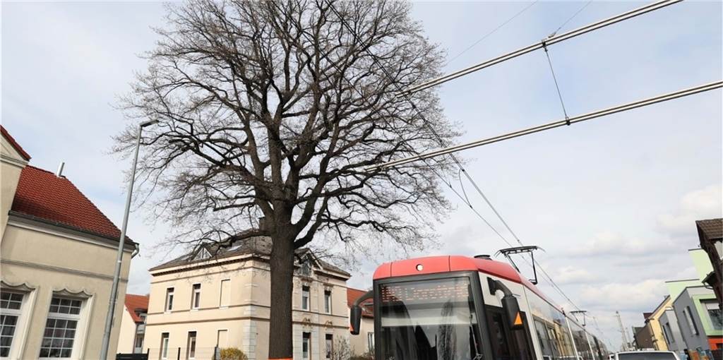 Beliebter Baum: 100 Jahre alte Eiche in Dortmund muss gefällt werden Diese besondere Eiche am Asselner Hellweg in Höhe des Hauses Asselner Hellweg 160 muss gefällt werden