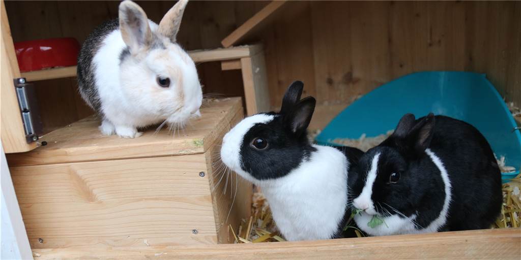 Osterhasen? Haben wir schon, und sie haben uns einiges gelehrt Osterhasen? Haben wir schon, und sie haben uns einiges gelehrt