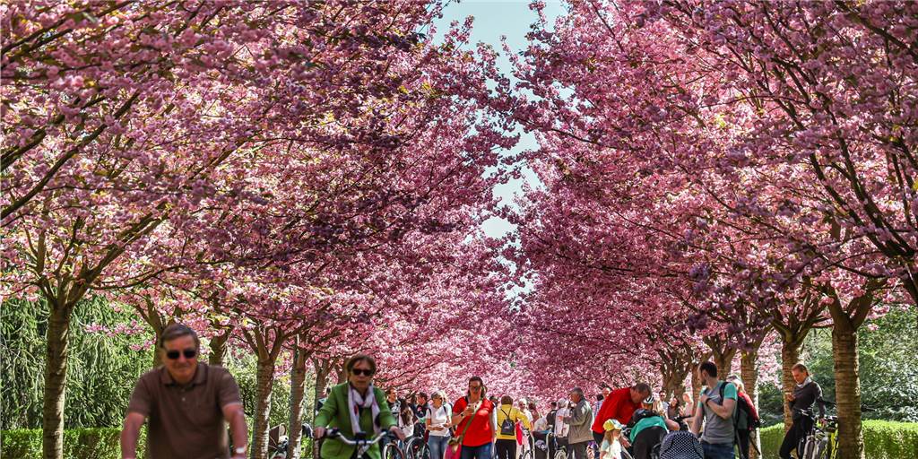 Besonderes Ziel für Ostern: Spektakuläre Kirschblüte in Dortmund Ein Blütenmeer bietet sich den Dortmundern derzeit bei einem Osterspaziergang.