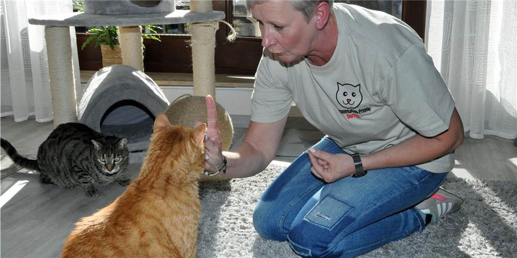 Katzenelend in Dorsten: Daran sind verantwortungslose Katzenbesitzer schuld Zwei Katzen bei Conny Sander (r.) in der heimischen Wohnung.