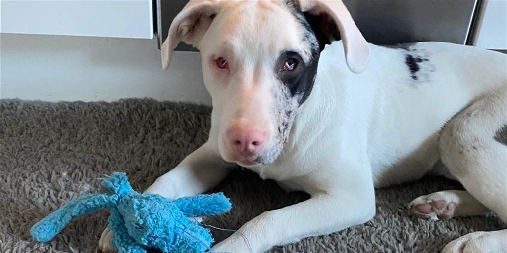Taub, blind und superlieb: Wer möchte Schmusehund Mila adoptieren? Die sechs Monate alte Mila ist blind, taub und sucht ein neues Zuhause.