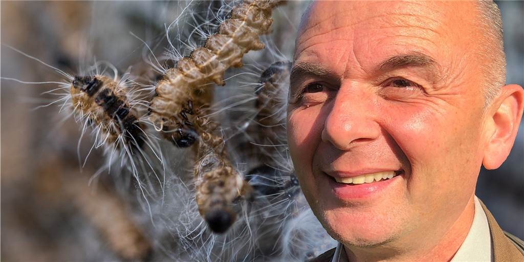 Eichenprozessionsspinner: Kampf gegen Raupen geht wieder los Eichenprozessionsspinnerraupen und Förster Christoph Beemelmans
