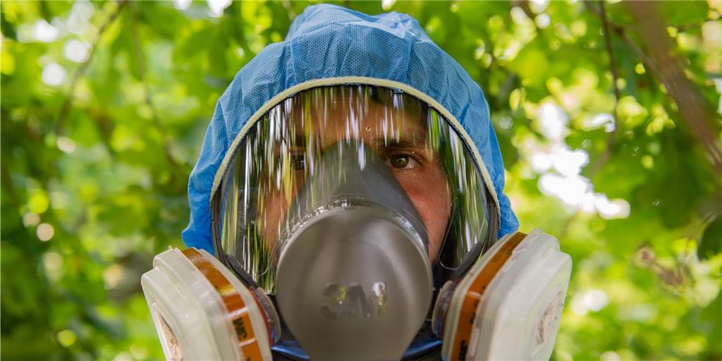 Eichenprozessionsspinner in Haltern: Hier wird gegen die Raupe gesprüht Eichenprozessionsspinner in Haltern: Hier wird gegen die Raupe gesprüht