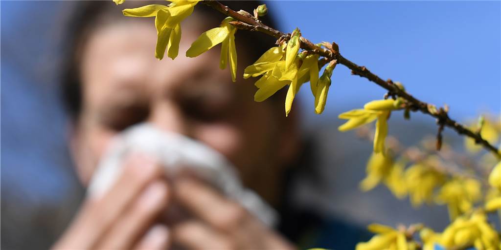 Pollen im Anflug: So können Allergiker ihren Heuschnupfen abmildern Blühende Sträucher sind schön, können aber für einen Allergiker ein schlechtes Zeichen sein. Sie leiden dann unter laufenden Nasen und tränenden Augen.