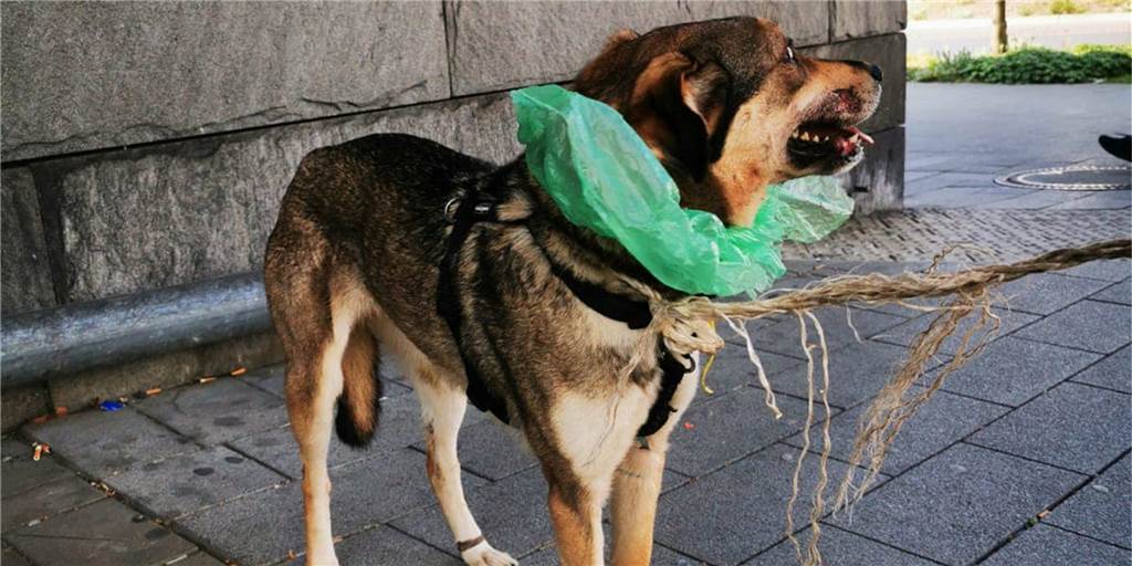 Schwer misshandelter Hund in Dortmund gefunden - sollte das Tier sterben? Schwer misshandelter Hund in Dortmund gefunden - sollte das Tier sterben?