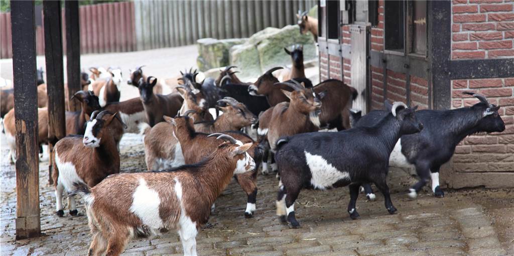 Dortmunder über bedrängte Ziegen: Zoo-Verbot für rücksichtslose Besucher? An Sonn- und Feiertagen bleibt der Streichelzoo im Dortmunder Zoo zu. Viele Facebook-Nutzer begrüßen die Entscheidung des Zoos.