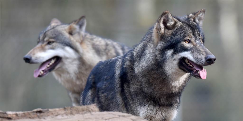 Live-Ticker zum Wolfs-Gipfel: Tierhalter stehen unter Strom Zwei Wölfe im Wildpark Eekholt