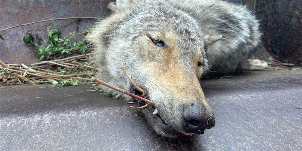 Wolf wird auf Autobahn angefahren und getötet (mit Bilderstrecke) Ein Wolf ist am Montagmorgen auf der A 2 von einem Auto angefahren und getötet worden.