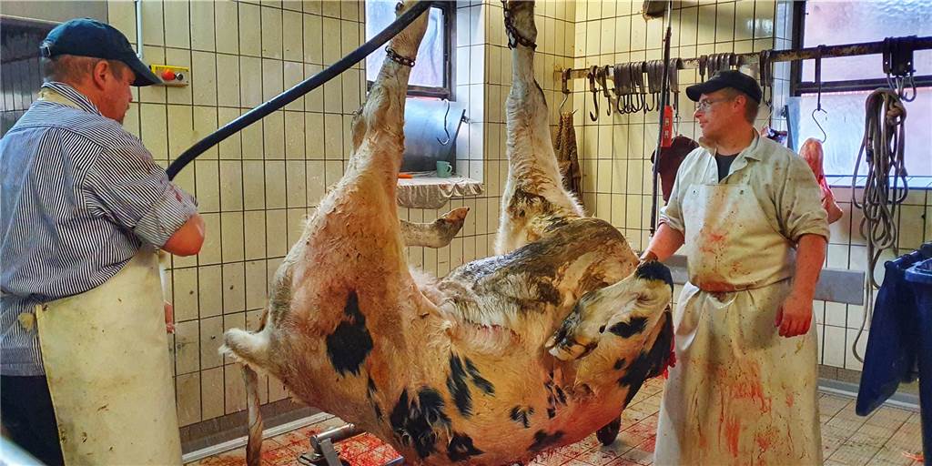Ende einer Ära: Landfleischerei Wolbeck schlachtet nicht mehr Fleischermeister Herbert Wolbeck (l.) wird das Schlachten in seinem Betrieb aufgeben.