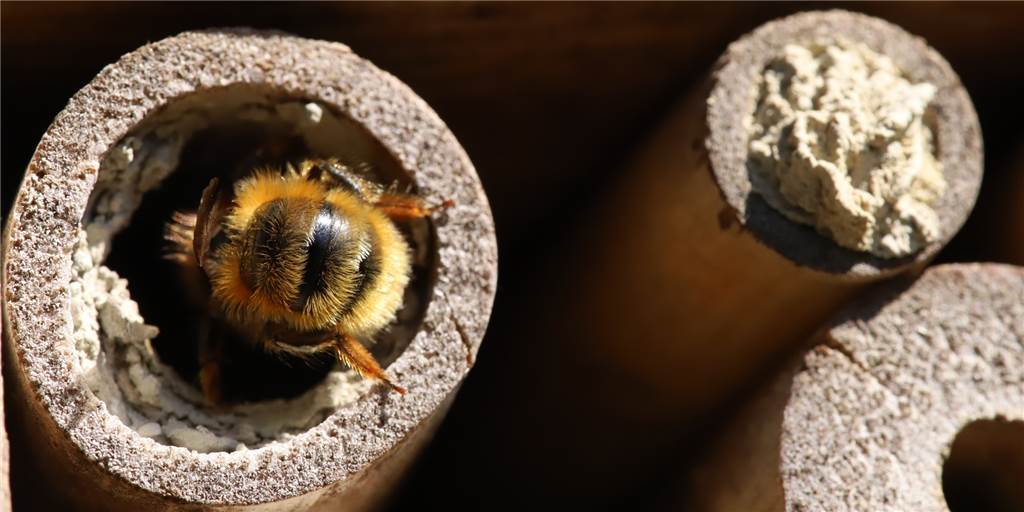 Zimmer frei: Wie baut man ein Insektenhotel? Zimmer frei: Wie baut man ein Insektenhotel?