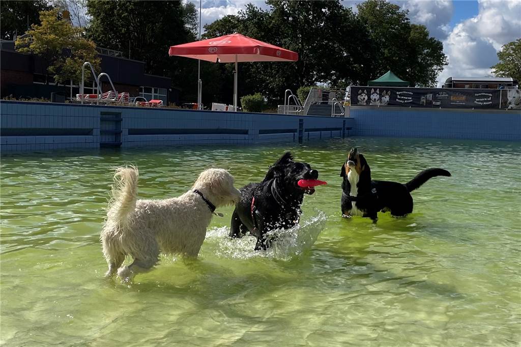 Viele Fotos: Vierbeinige, bellende Freunde zu Gast im Freibad Viele Fotos: Vierbeinige, bellende Freunde zu Gast im Freibad