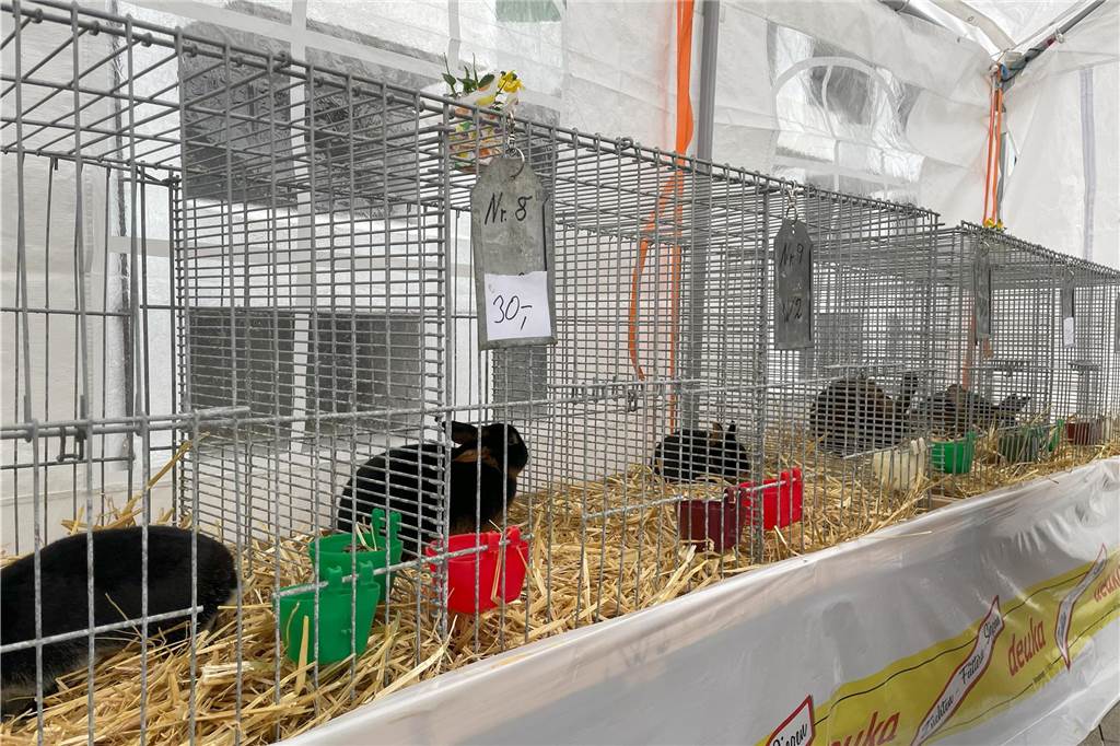 Viele Fotos vom Ostermarkt: Über 8000 Sonntagsbummler am verkaufsoffenen Ostermarkt-Sonntag