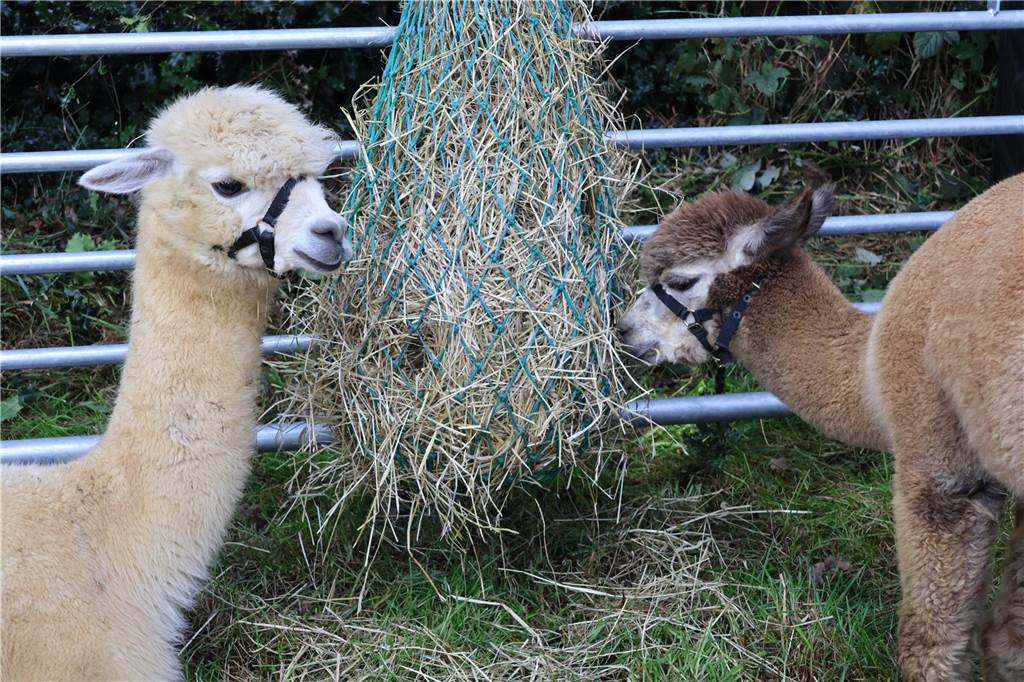 Viele Fotos vom Bauernmarkt in Raesfeld-Erle: Zahlreiche Besucher am Hof Stegerhoff
