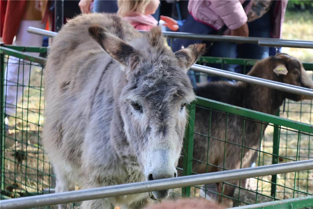 Viele Fotos vom Bauernmarkt in Raesfeld-Erle: Zahlreiche Besucher am Hof Stegerhoff