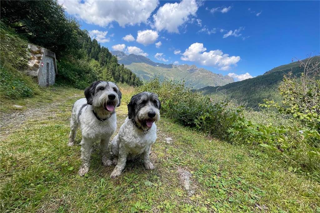 Zum Welthundetag: Viele Fotos von den Dorstener Fellnasen Zum Welthundetag: Viele Fotos von den Dorstener Fellnasen