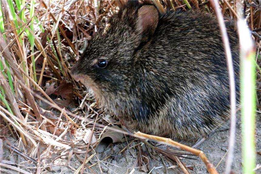 Borstenkaninchen in Nepal vor Fotofalle gehüpft Bild einer "Fotofalle" zeigt ein Borstenkaninchen. Nach mehr als 30 Jahren ist wieder ein äußerst seltenes Borstenkaninchen gesehen worden. Foto: Bed Khadka