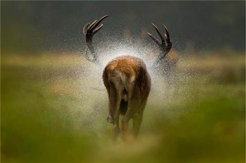 Naturfotografen loben Sonderpreis aus: Neuer Partner macht es möglich Bilder für den diesjährigen Wettbewerb "Europäischer Naturfotograf des Jahres" können noch bis zum 1. März eingereicht werden.