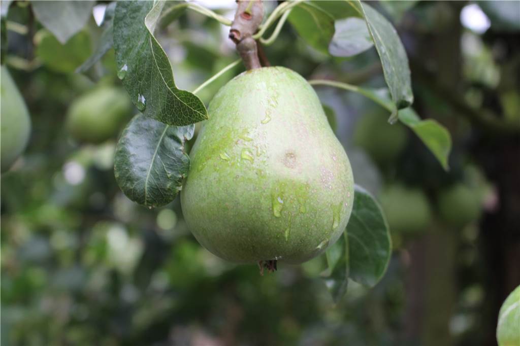 Walter Stenzel baut im Garten Kartoffeln und Chilis an – „die sind tödlich“ Birnen müssen gut gepflegt werden, damit sie nicht den Schorf bekommen.