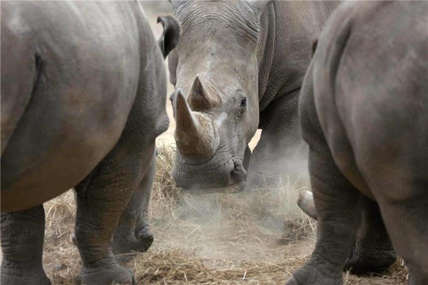 Studie warnt vor Abnahme der biologischen Vielfalt Bis 2100 könnte mehr als die Hälfte der afrikanischen Vögel- und Säugetierarten verschwinden. Foto: Sunday Alamba/AP