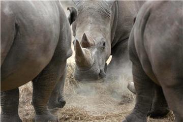Bis 2100 könnte mehr als die Hälfte der afrikanischen Vögel- und Säugetierarten verschwinden. Foto: Sunday Alamba/AP