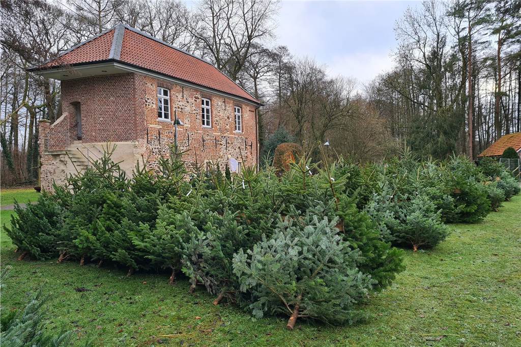 Weihnachtsbäume werden etwas teurer: Händler bleiben gelassen Bis zu 380 Weihnachtsbäume werden jedes Jahr in anderthalb Tagen am Schloss Sythen verkauft. Die Weihnachtsbäume werden in diesem Jahr etwas teurer.
