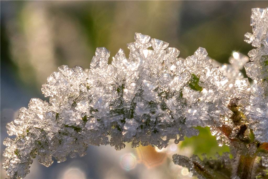 Eiskristalle auf Pflanze