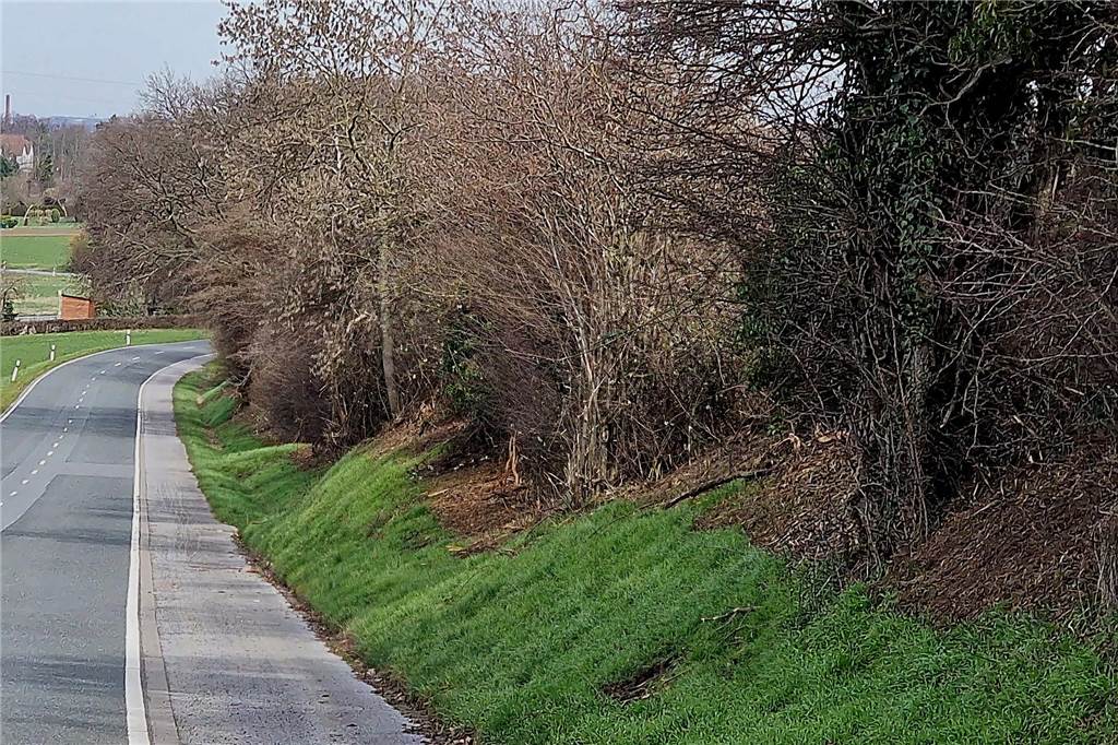Neuer Radweg und Straßensanierung: Baustart an der K28 Eine Hecke führt an einem Fahrradweg entlang