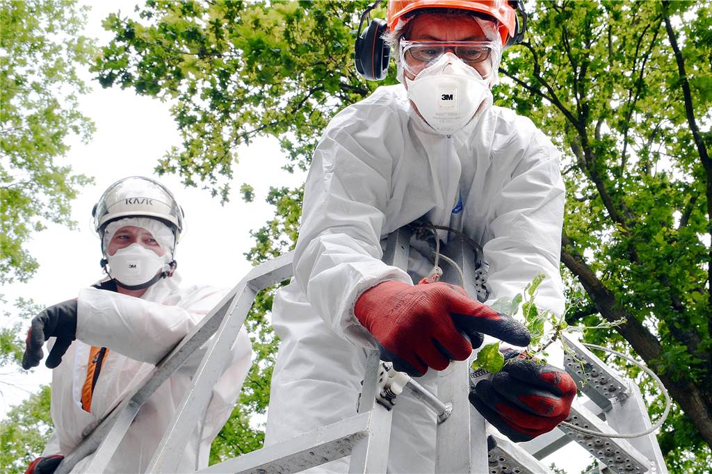Straßen.NRW und der Kreis gehen vorbeugend gegen Giftraupen vor Bisher wurden die raupen des Eichenprozessionsspinners mit hohem Aufwand abgesaugt und abgesammelt.