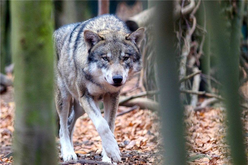 Bisher wurden im hiesigen Gebiet nur Einzeltiere, mutmaßlich junge Rüden auf Reviersuche, gesichtet.